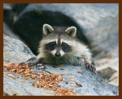 raccoon young 8-6-09-4d826b.jpg