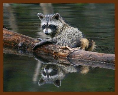 raccoon young 8-8-08-4d659b.jpg