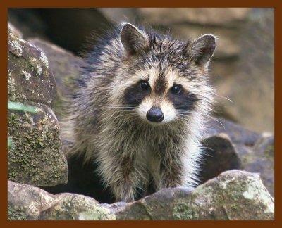 raccoon young 8-18-09-4d953b.jpg