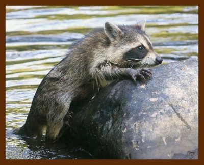 raccoon young 8-26-09-4d935b.jpg