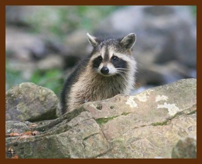 raccoon young 8-27-09-4d165b.jpg