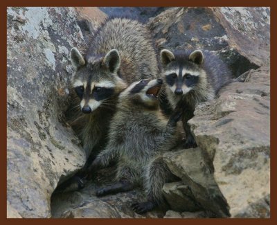 raccoons young 7-23-11-801b.jpg