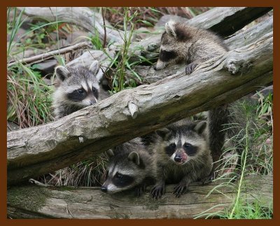 raccoon-young 9-8-07-4c11b.jpg