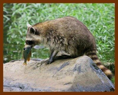 raccoon 6-9-08-4d610b.jpg