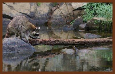 coon-cottonmouth 7-25-11-350c2ab.jpg