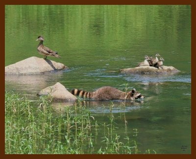 coon-wood ducks 5-24-07-4c3b.jpg