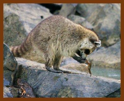 raccoon 6-12-08-4d652b.jpg