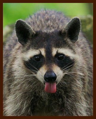 raccoon 7-5-07-4c1b.jpg