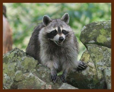 raccoon 7-6-07-4c2b.jpg