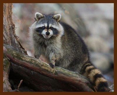 raccoon 11-25-08-4d686b.jpg