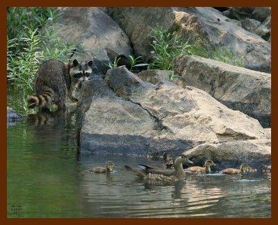 wood ducks-coon-6-5-07-4c3b.jpg