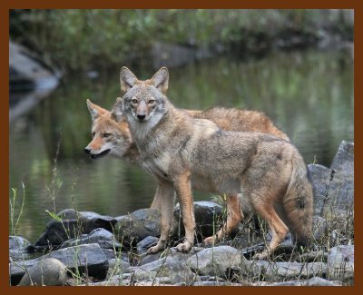 coyotes 10-26-07-4c1.jpg