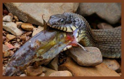 watersnake-yellow-belly-3-19-12-303.jpg