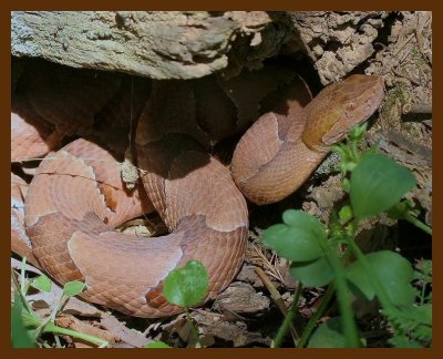 copperhead-4-2-07-cl1b.jpg