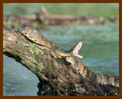 watersnake-diamondback-5-11-07-4c7b.jpg