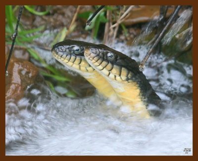 watersnakes-yellow-belly-5-10-09-516.jpg