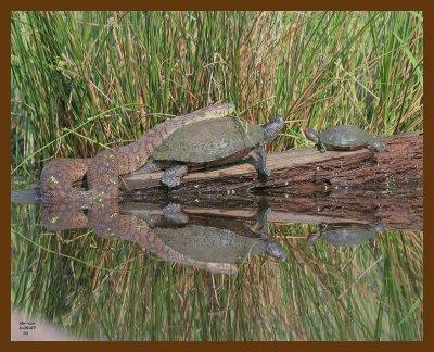 watersnake-turtles-5-9-07-cl1b.jpg