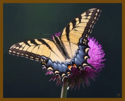 eastern tiger swallowtail-5-17-12-611b.JPG