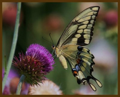 giant swallowtail-5-25-12-216b.JPG