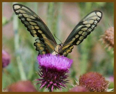 giant swallowtail-5-25-12-375b.JPG