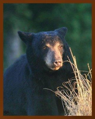 black bear 7-10-09-4d548b.jpg