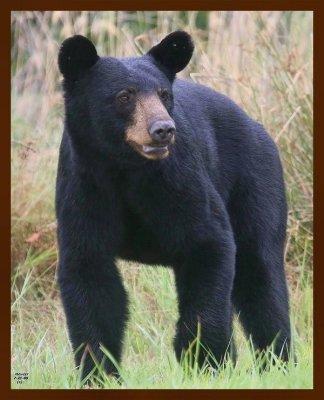 black bear 7-21-09-4d239b.jpg