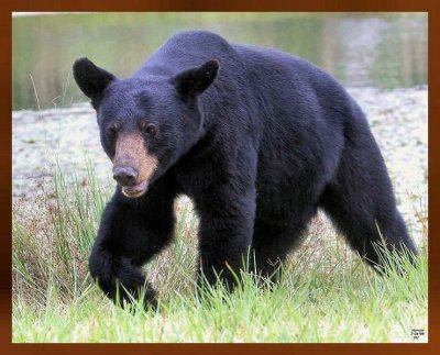 black bear 7-21-09-4d304b.jpg