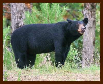 black bear 7-21-09-4d543b.jpg