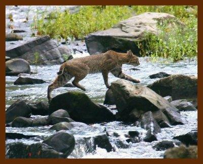 bobcat 10-10-08-4dc495b.jpg