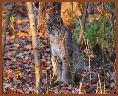 bobcat-11-10-11-056b.JPG