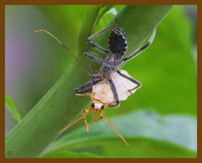 wheel bug-moth-5-20-12-404b.JPG