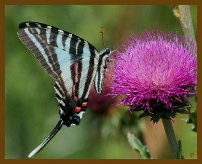 zebra swallowtail-6-3-12-375b.JPG