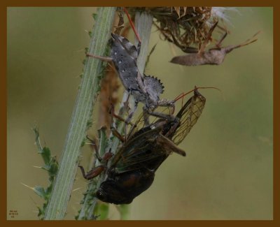 wheel bug-locust-6-13-12-518b.JPG