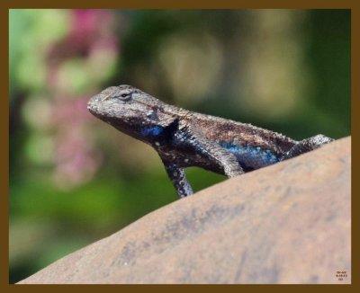 northern fence lizard-6-18-12-980b.JPG