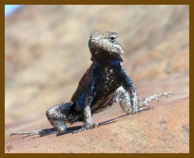 northern fence lizard-6-18-12-988b.JPG