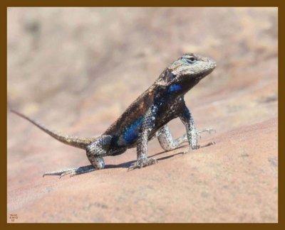 northern fence lizard-6-18-12-993b.JPG