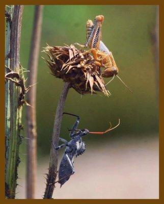 wheel bug-grasshopper-6-16-12-310c1b.JPG