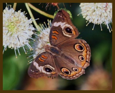 common buckeye-6-16-12-758b.JPG