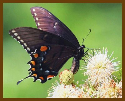 eastern tiger swallowtail-6-16-12-446b.JPG