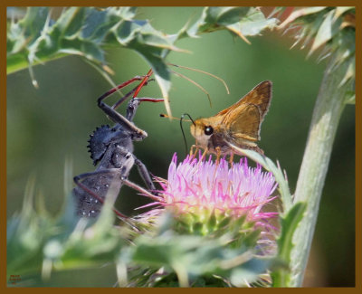 wheel bug-skipper-6-16-12-363b.JPG