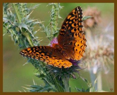 great spangled fritillary-6-10-12-464b.JPG