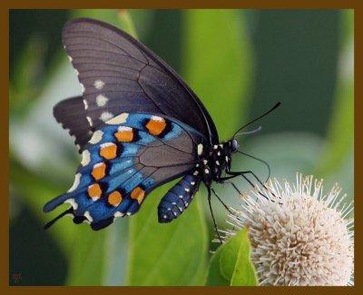 pipevine swallowtail-6-23-12-240b.JPG