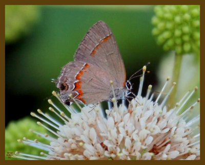 red banded hairstreak-6-26-12-763b.JPG