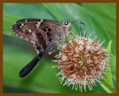 long-tailed skipper-6-29-12-503b.JPG