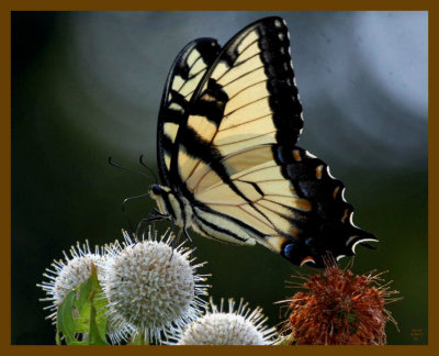 eastern tiger swallowtail-6-26-12-517b.JPG