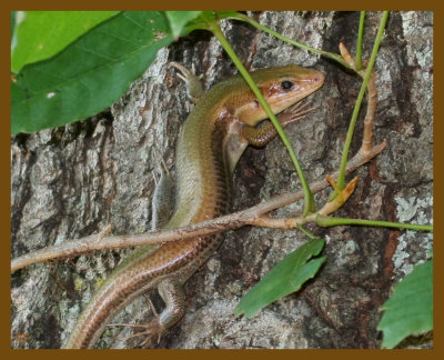 5-lined skink-7-4-12-417b.JPG