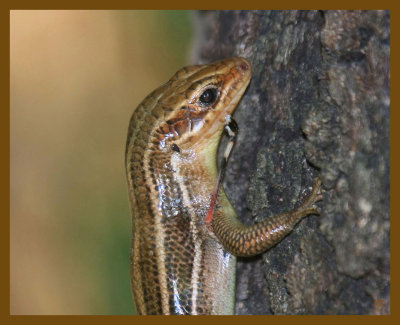 5-lined skink-7-4-12-346b.JPG