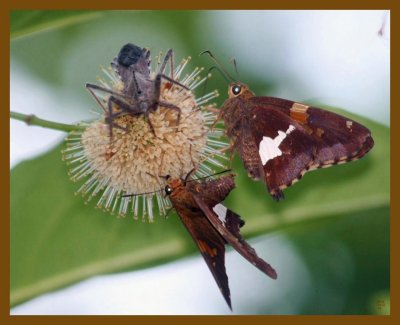 wheel bug-skippers-7-1-12-826b.JPG