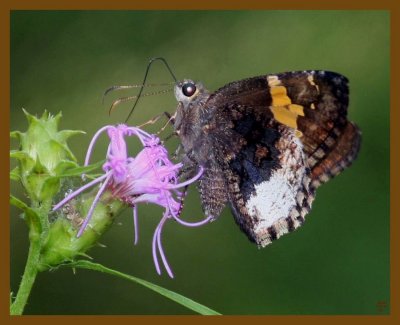 hoary edge skipper-7-7-12-711b.JPG