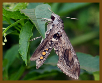 5 spotted hawk moth-7-14-12-968b.JPG